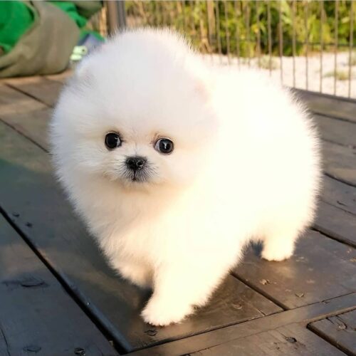 Chris - Male Teacup Pom