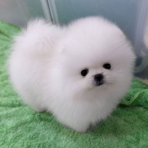 Eddy - Male Teacup Pom