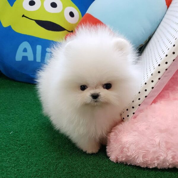 Jones - Teacup Male Pom